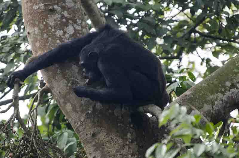 10 - Chimpance - parque nacional de Nyungwe - Ruanda